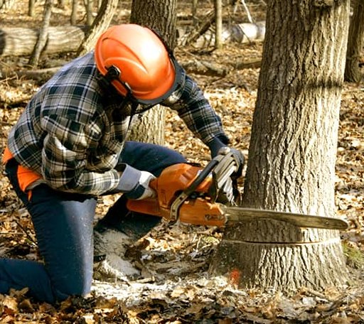 Tree Removal in Kosse, TX